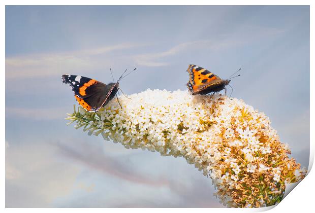 Red Admiral Butterfly, Buddleia flowers. Print by kathy white