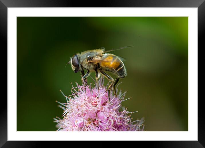 honey bee on a flower Framed Mounted Print by kathy white