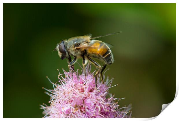 honey bee on a flower Print by kathy white