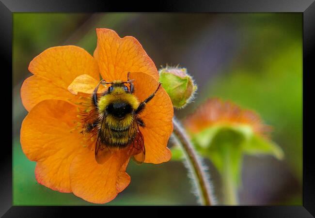 busy bee on a flower Framed Print by kathy white