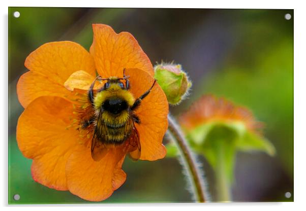 busy bee on a flower Acrylic by kathy white