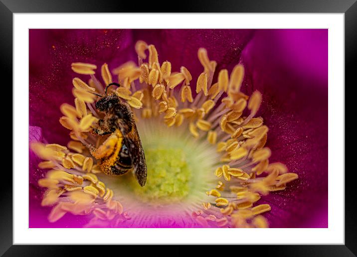 bee on a flower, covered in Pollen Framed Mounted Print by kathy white