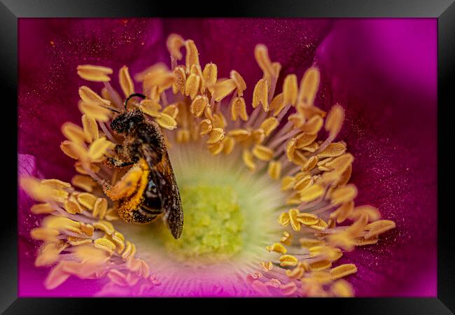bee on a flower, covered in Pollen Framed Print by kathy white