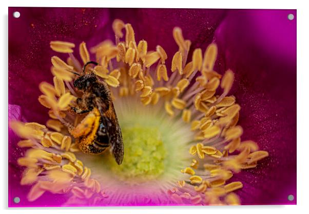 bee on a flower, covered in Pollen Acrylic by kathy white