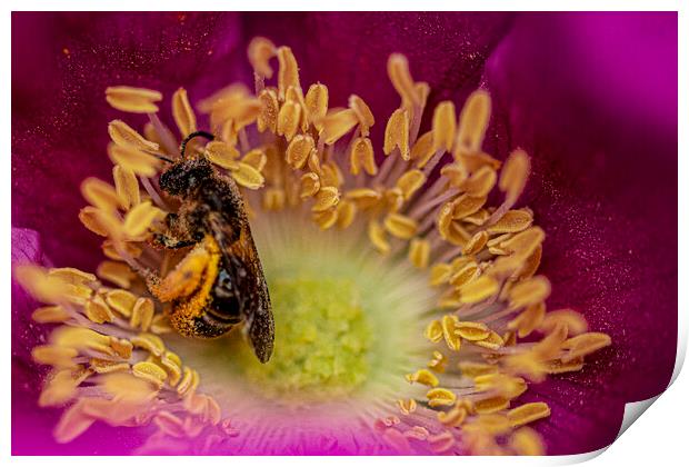 bee on a flower, covered in Pollen Print by kathy white