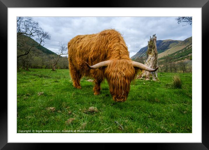 Highland Coo Framed Mounted Print by Nigel Wilkins