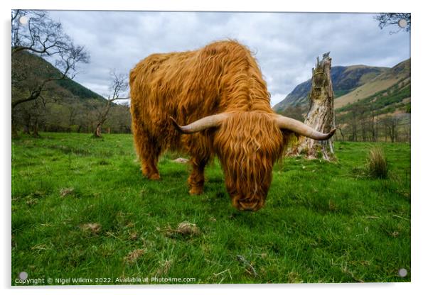 Highland Coo Acrylic by Nigel Wilkins