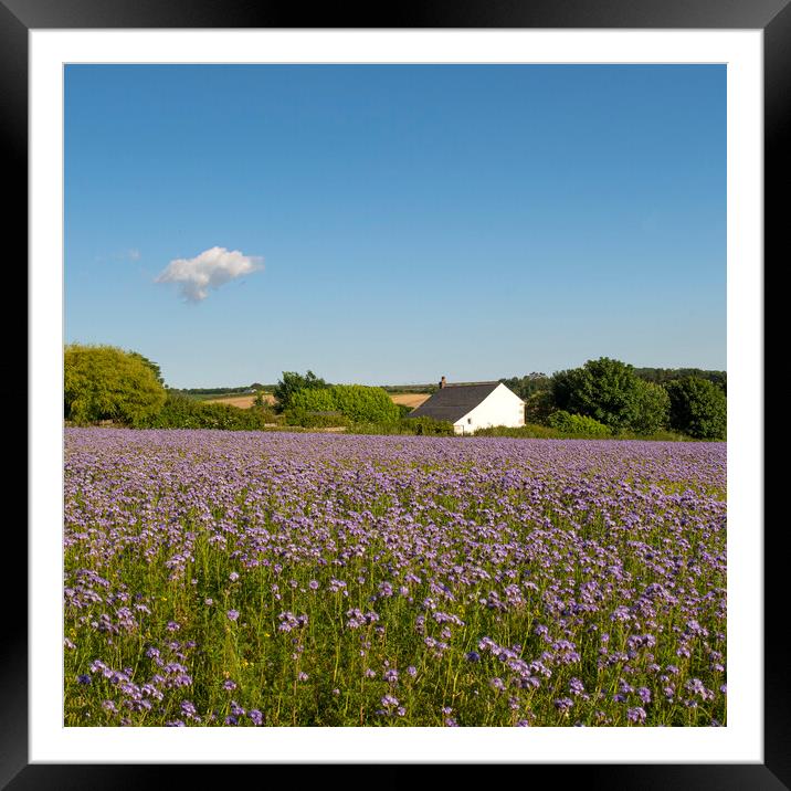  Phacelia Cottage Framed Mounted Print by kathy white
