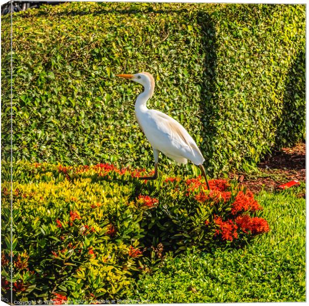 Great White Egret Little Havana Miami Florida Canvas Print by William Perry