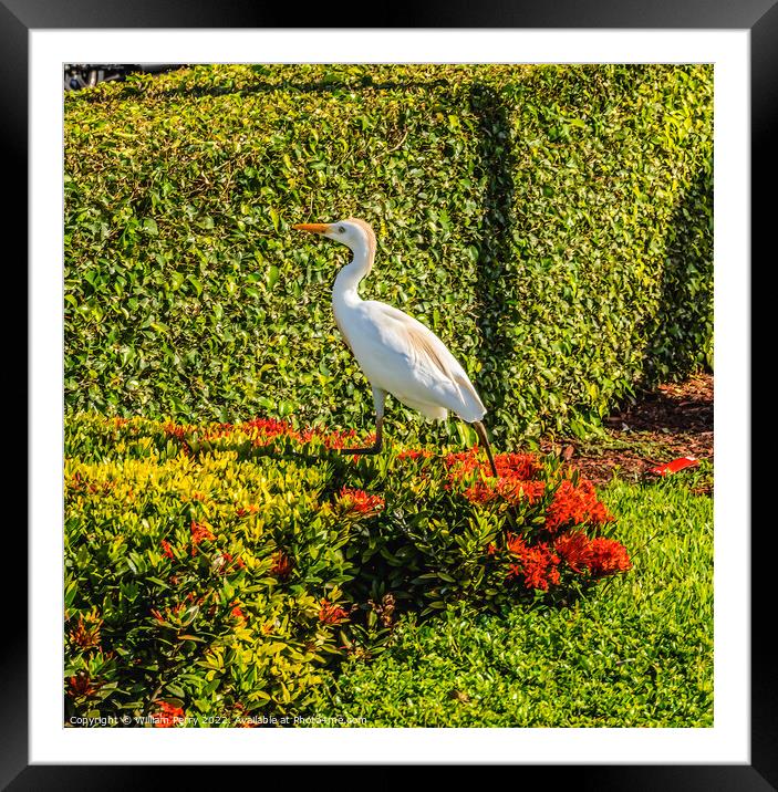Great White Egret Little Havana Miami Florida Framed Mounted Print by William Perry