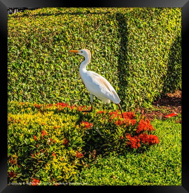 Great White Egret Little Havana Miami Florida Framed Print by William Perry