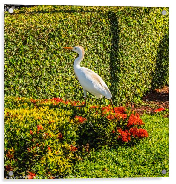 Great White Egret Little Havana Miami Florida Acrylic by William Perry