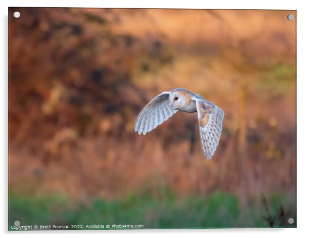 Barn Owl Acrylic by Brett Pearson