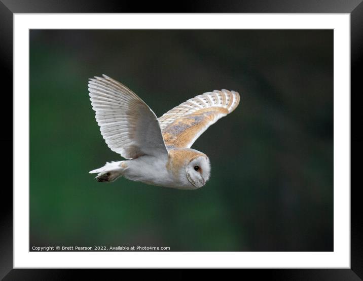 Barn Owl Framed Mounted Print by Brett Pearson