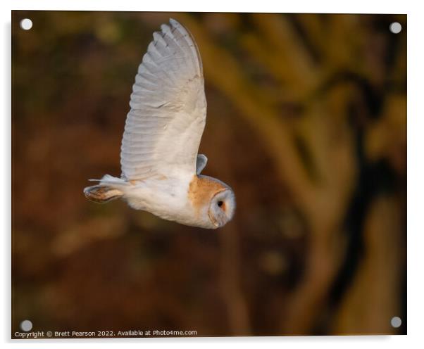 Barn Owl Acrylic by Brett Pearson