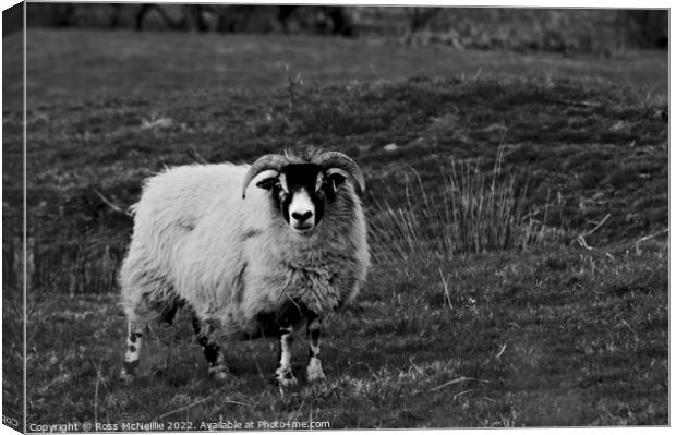 Sheep in Monochrome Canvas Print by Ross McNeillie