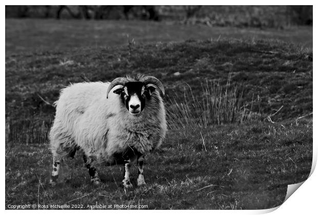Sheep in Monochrome Print by Ross McNeillie