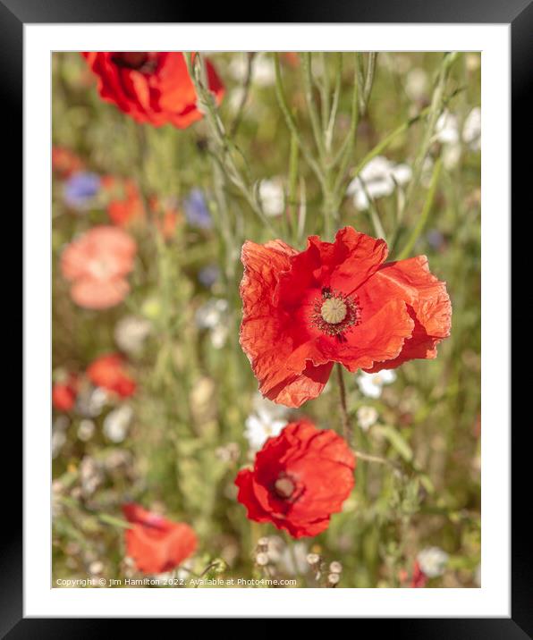 Poppies Framed Mounted Print by jim Hamilton
