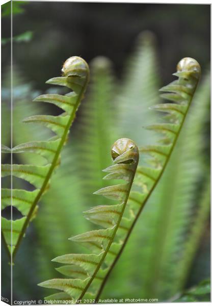 Ferns growing, New Zealand Canvas Print by Delphimages Art