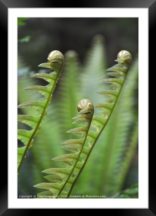 Ferns growing, New Zealand Framed Mounted Print by Delphimages Art