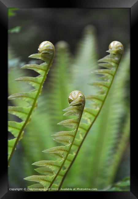 Ferns growing, New Zealand Framed Print by Delphimages Art