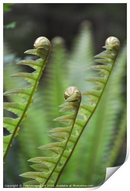 Ferns growing, New Zealand Print by Delphimages Art