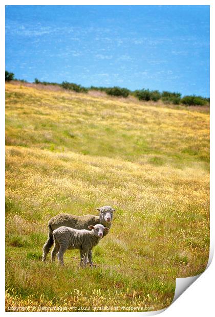 New Zealand, sheep and lamb Print by Delphimages Art