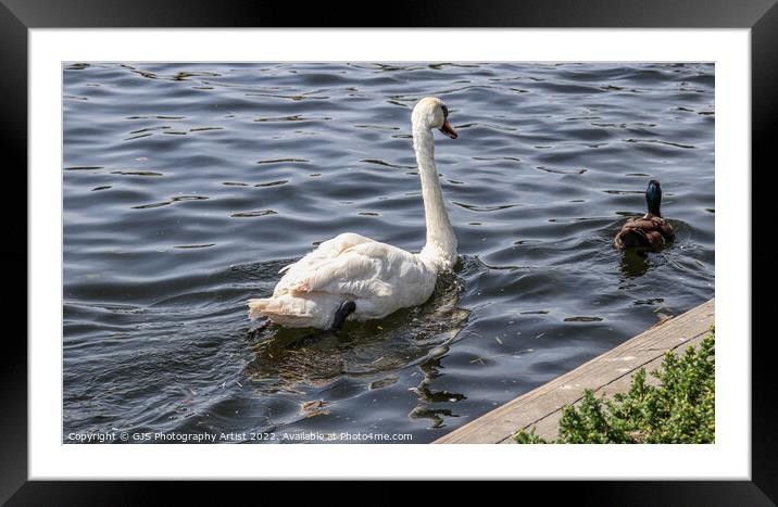 The Swan and Duck Framed Mounted Print by GJS Photography Artist