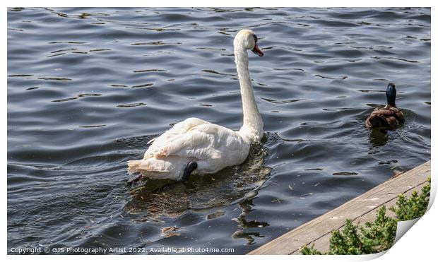 The Swan and Duck Print by GJS Photography Artist