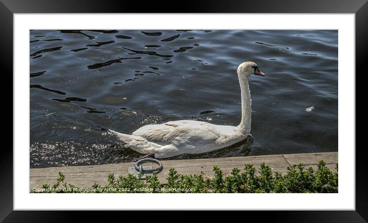 Swan Passing Close Framed Mounted Print by GJS Photography Artist