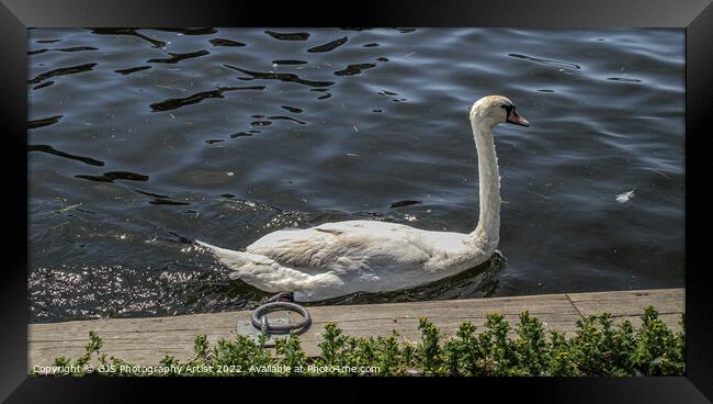 Swan Passing Close Framed Print by GJS Photography Artist