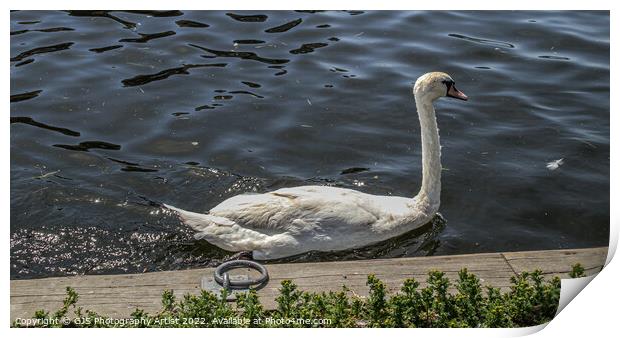 Swan Passing Close Print by GJS Photography Artist