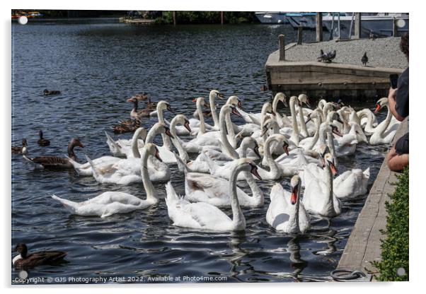 Can You Count How Many Swans Acrylic by GJS Photography Artist