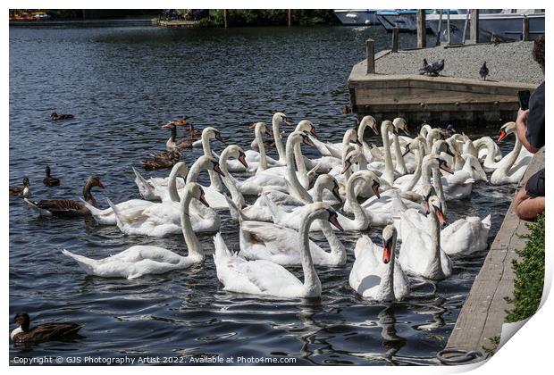 Can You Count How Many Swans Print by GJS Photography Artist