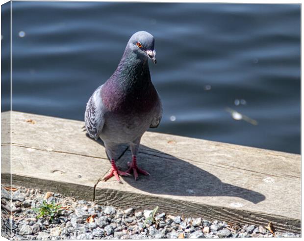 Pigeon Poseing Canvas Print by GJS Photography Artist
