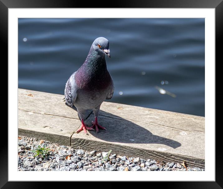 Pigeon Poseing Framed Mounted Print by GJS Photography Artist