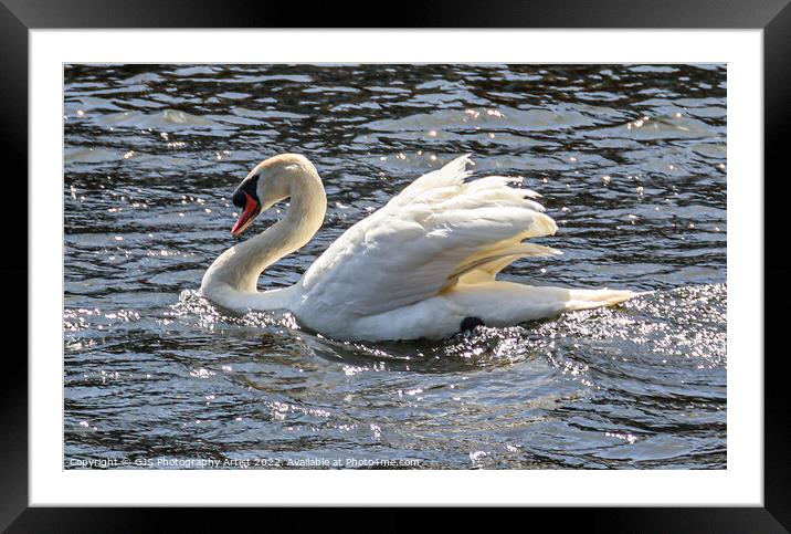 Ruffling Wings in the Sun Framed Mounted Print by GJS Photography Artist