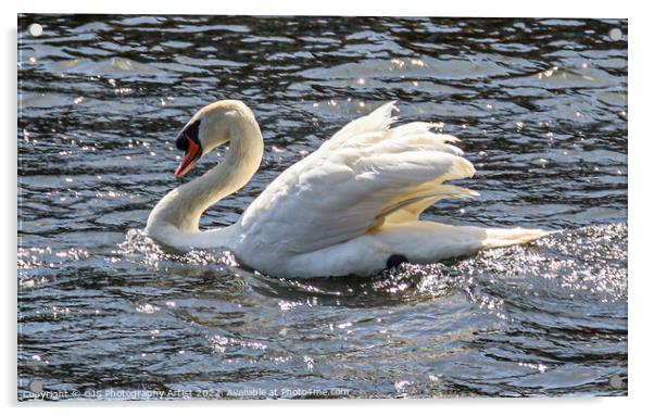 Ruffling Wings in the Sun Acrylic by GJS Photography Artist