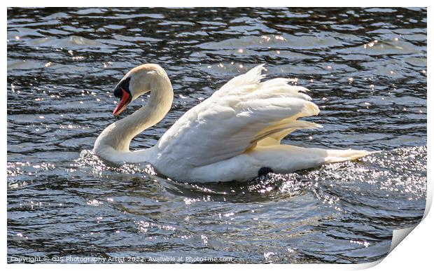 Ruffling Wings in the Sun Print by GJS Photography Artist
