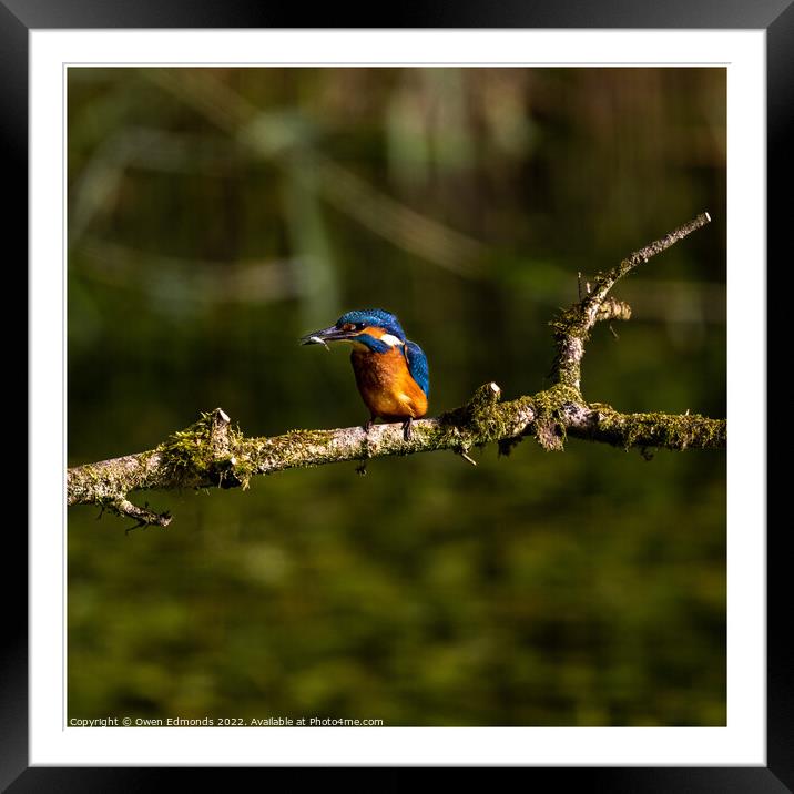A Kingfisher perched on a tree branch Framed Mounted Print by Owen Edmonds