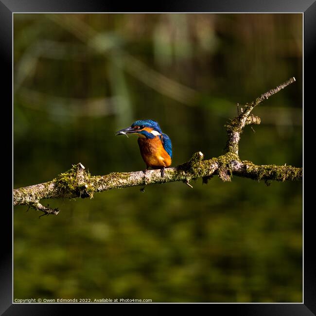 A Kingfisher perched on a tree branch Framed Print by Owen Edmonds