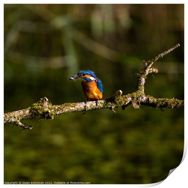 A Kingfisher perched on a tree branch Print by Owen Edmonds