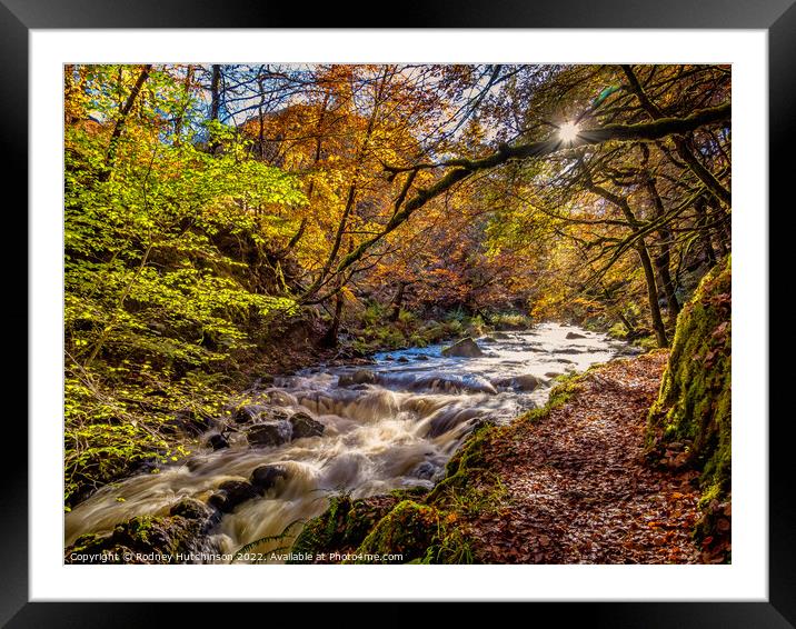Autumn in Ness Glen Framed Mounted Print by Rodney Hutchinson
