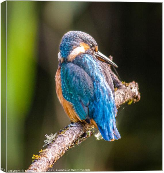 Kingfisher Canvas Print by Stephen Jenkins