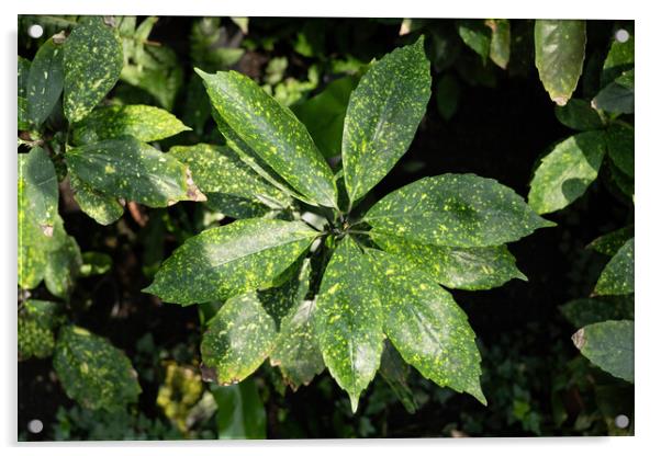 Aucuba Japonica Plant Leaves Acrylic by Artur Bogacki