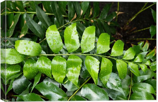 Cyrtomium Falcatum Fern Plant Canvas Print by Artur Bogacki