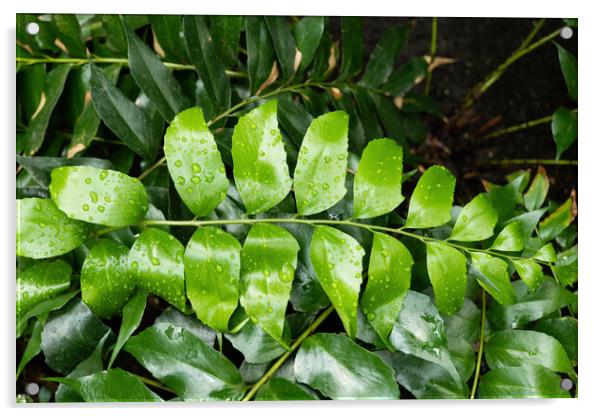 Cyrtomium Falcatum Fern Plant Acrylic by Artur Bogacki