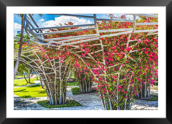 Red Bougainvillea Public Park Miami Beach Florida Framed Mounted Print by William Perry