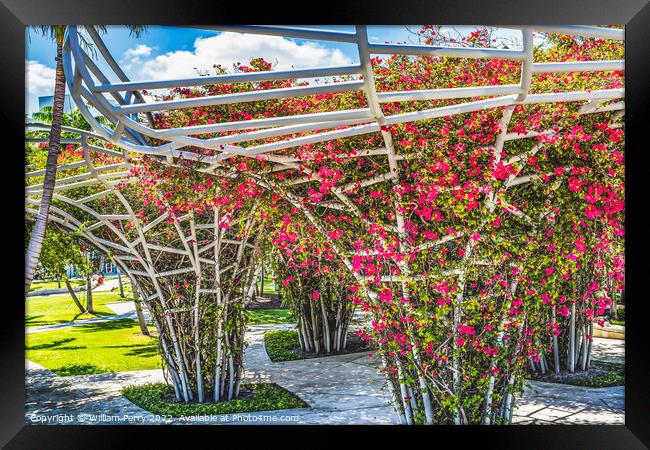 Red Bougainvillea Public Park Miami Beach Florida Framed Print by William Perry