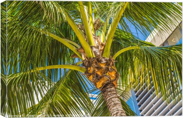 Palm Tree Close Up Miami Beach Florida Canvas Print by William Perry